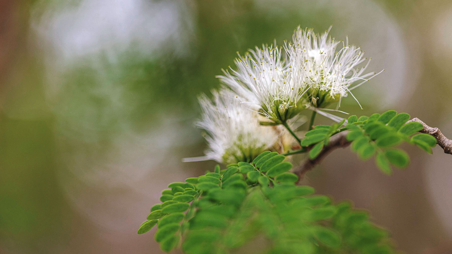 Detalhe para a flor de tataré, que tem a cor branca, e suas folhas verdes que tem formato de grão.