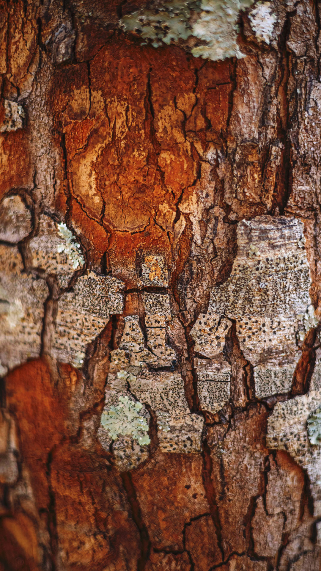Detalhe do tronco com lascas, uma das características do vinhático.
