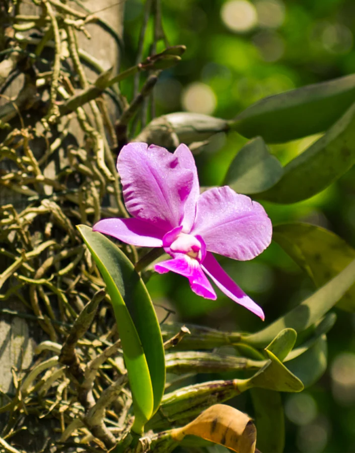 Conhecida como a rainha-do-cerrado, é nativa de Minas Gerais e mais 5 estados brasileiros.