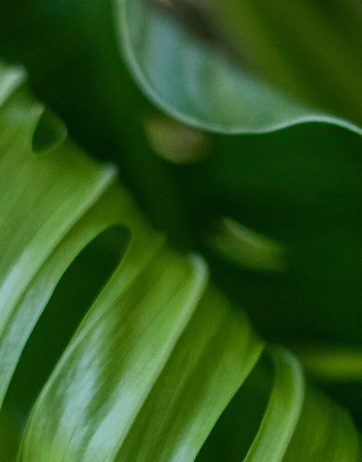 Paisagistas, equipe do Jardim Botânico Inhotim e da Fundação Zoobotânica de BH conversam sobre possibilidades e desafios na conservação de espécies botânicas. Foto: João Marcos Rosa