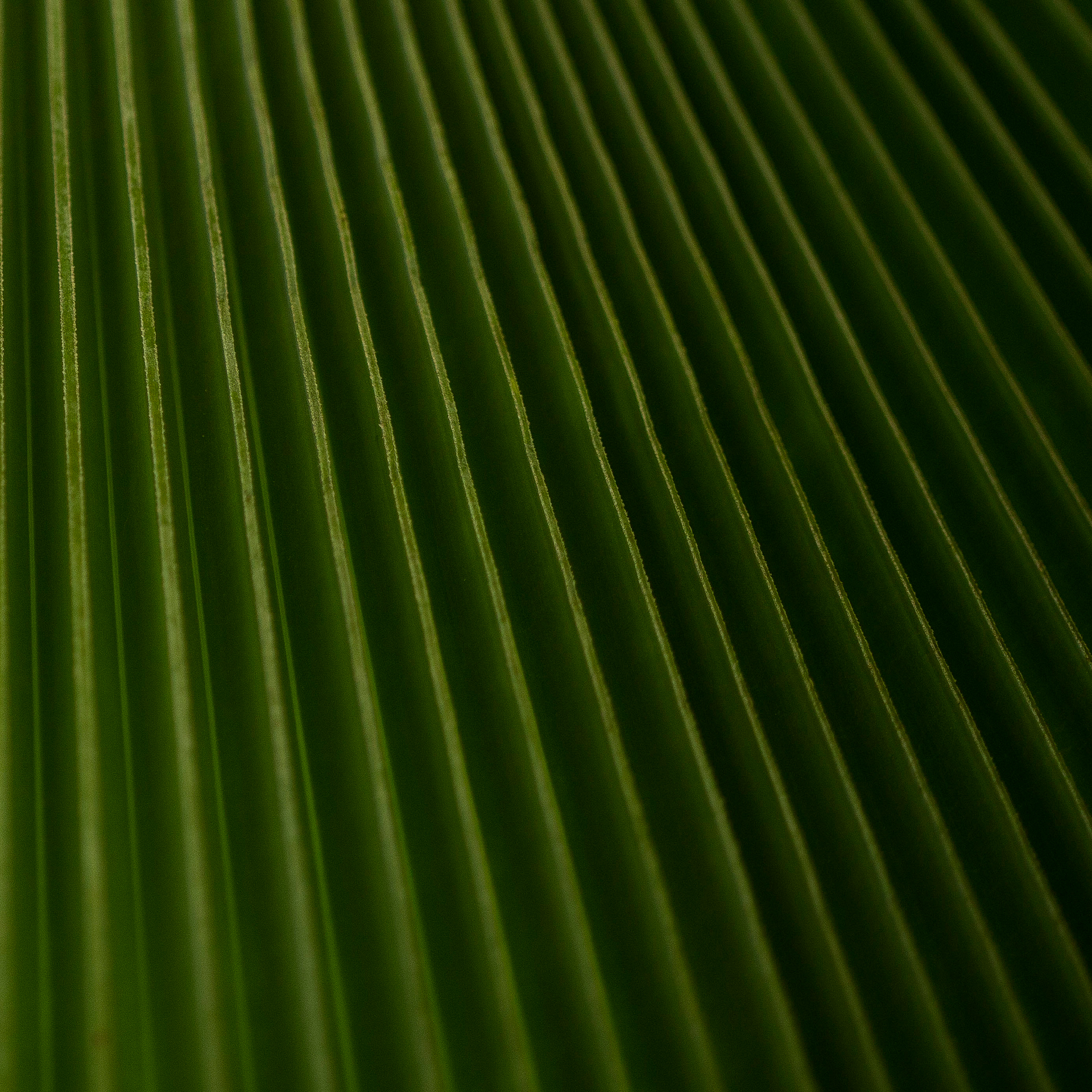 Programação leva 5 dias de atividades gratuitas com reflexões sobre a centralidade das plantas nas questões ambientais. Foto: João Marcos Rosa