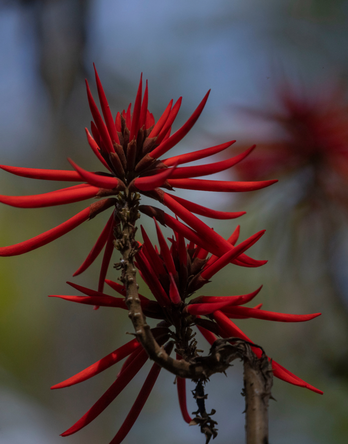 A chegada da primavera transforma os jardins do Inhotim. foto: João Marcos Rosa/Nitro.