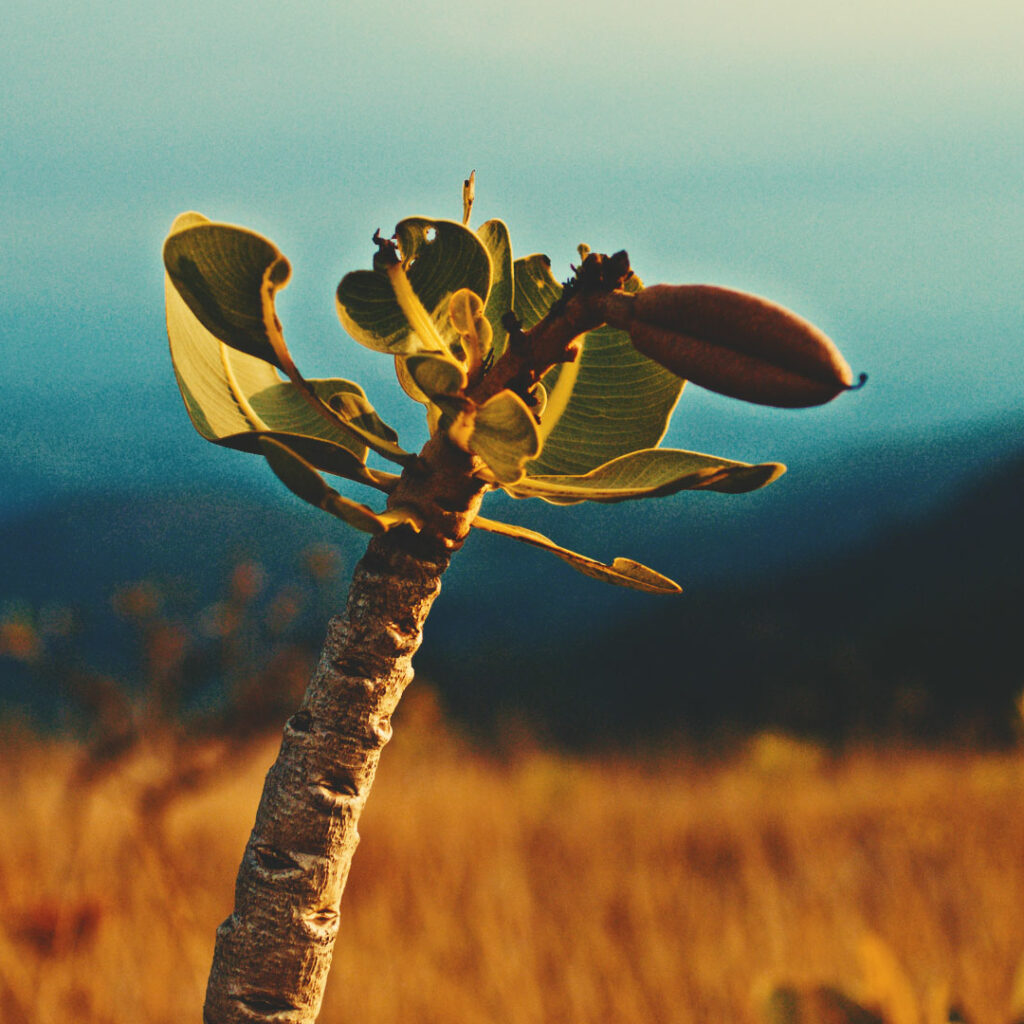inhotim explore ser do cerrado campanha 01