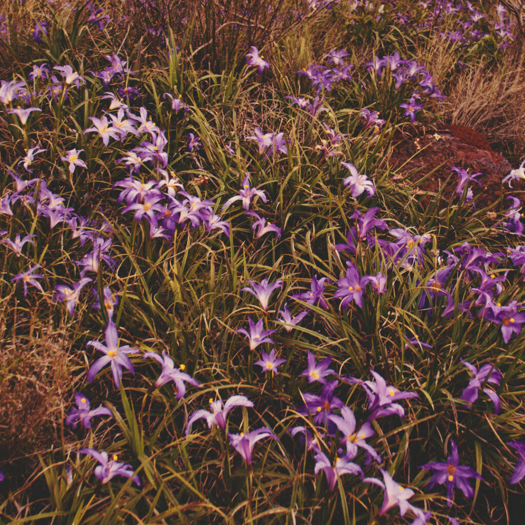 inhotim explore video ser do cerrado 04