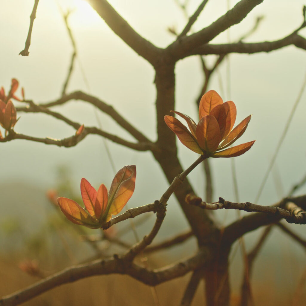 inhotim explore videos ser do cerrado 05