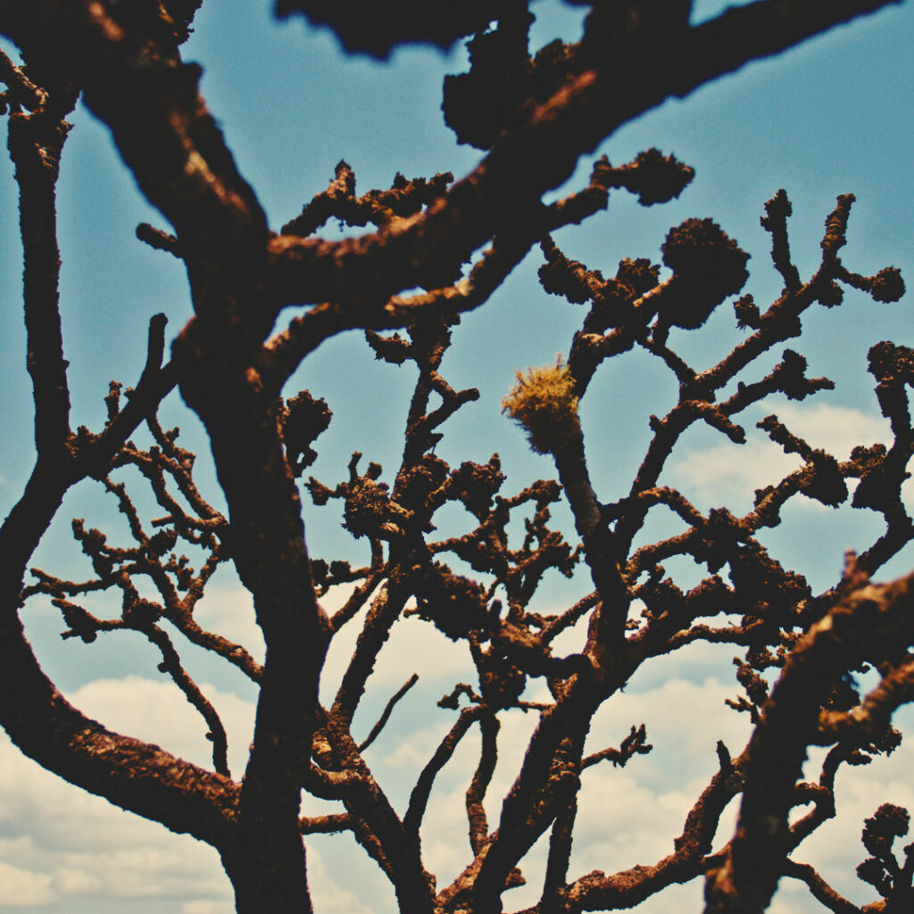 inhotim explore videos ser do cerrado campanha 02