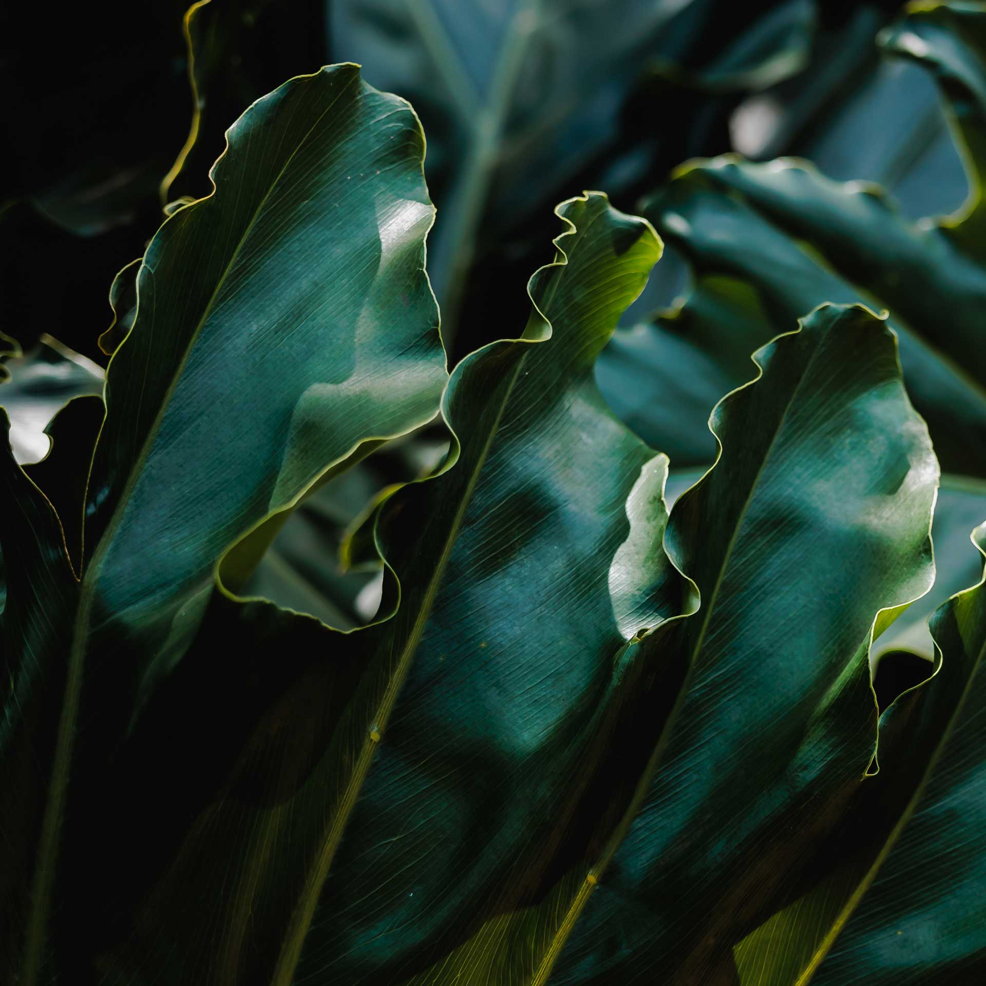 Pelos jardins do Inhotim, você conhece as espécies na companhia dos educadores. Foto: Júlia Lanari