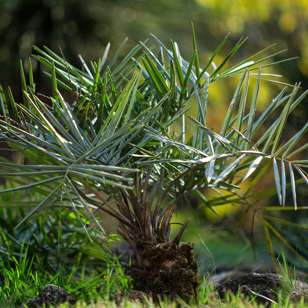 inhotim acervos destaque botanico gairiri-mirim