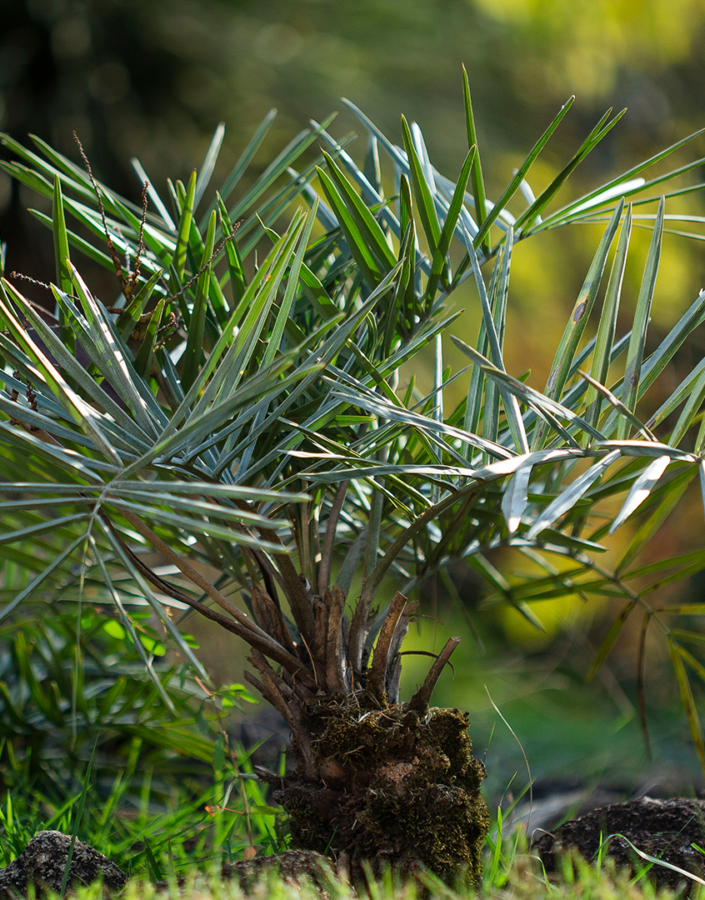 inhotim acervos destaque botanico gairiri-mirim