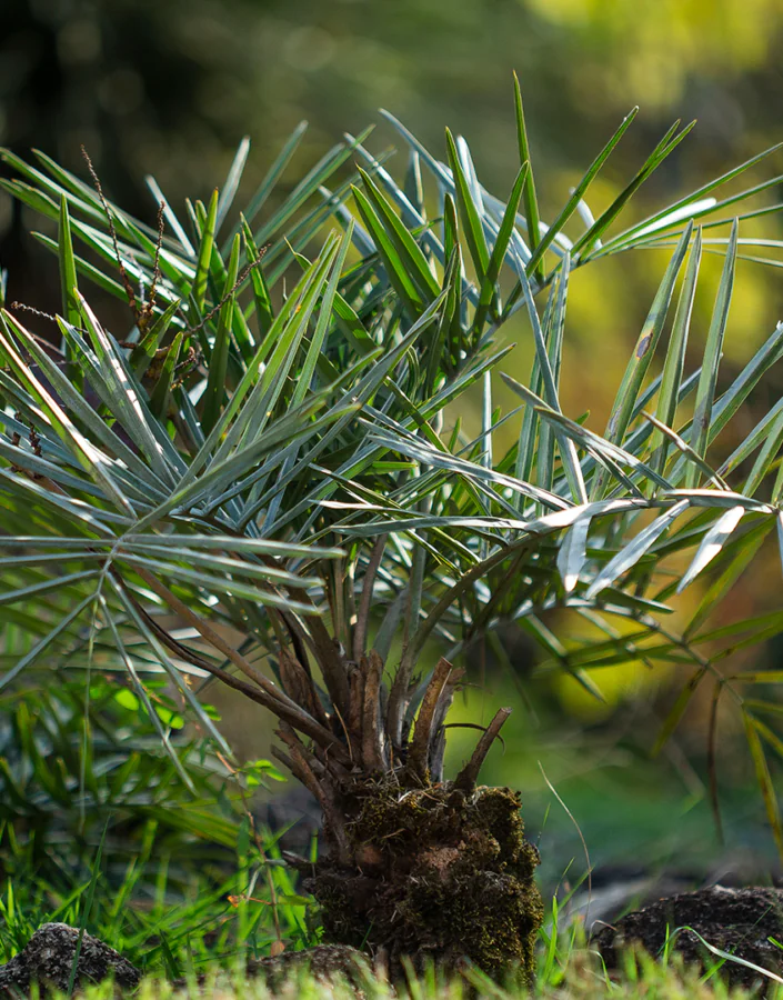 inhotim acervos destaque botanico gairiri-mirim