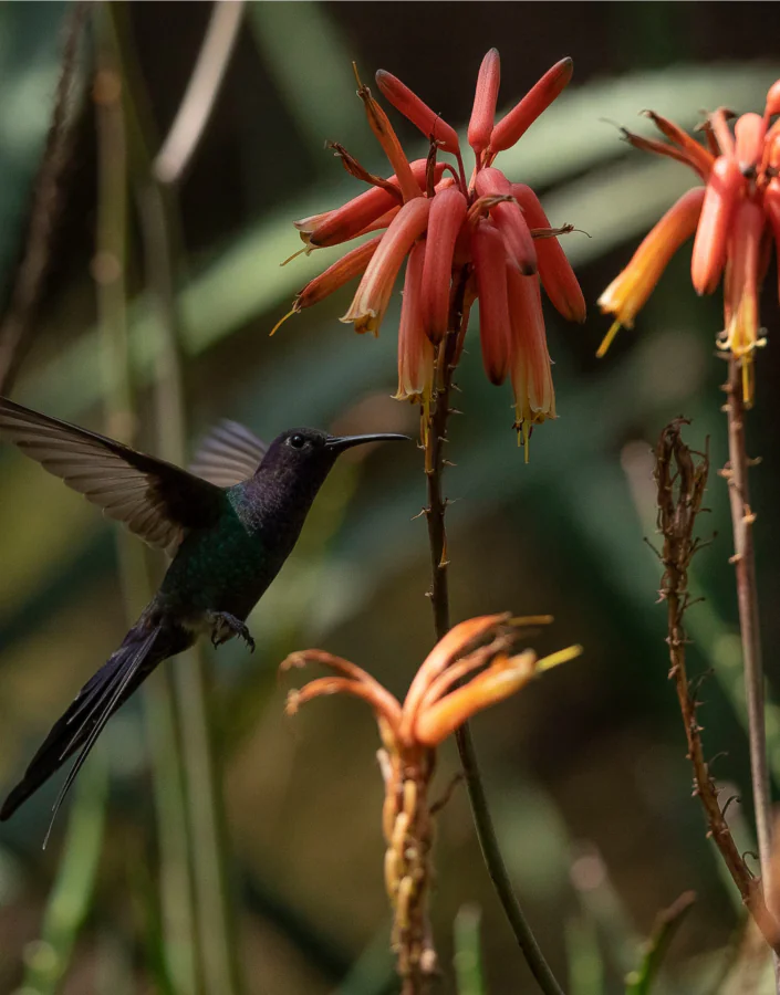 As quatro conferências recebem profissionais da sustentabilidade, conservação da biodiversidade, urbanismo e áreas afins. Foto: João Marcos Rosa