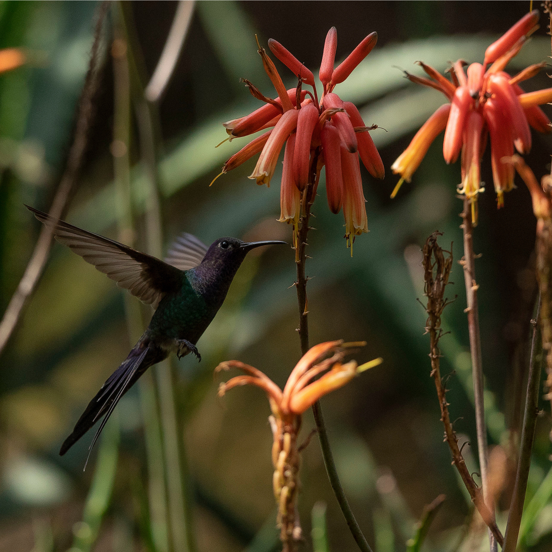 As quatro conferências recebem profissionais da sustentabilidade, conservação da biodiversidade, urbanismo e áreas afins. Foto: João Marcos Rosa