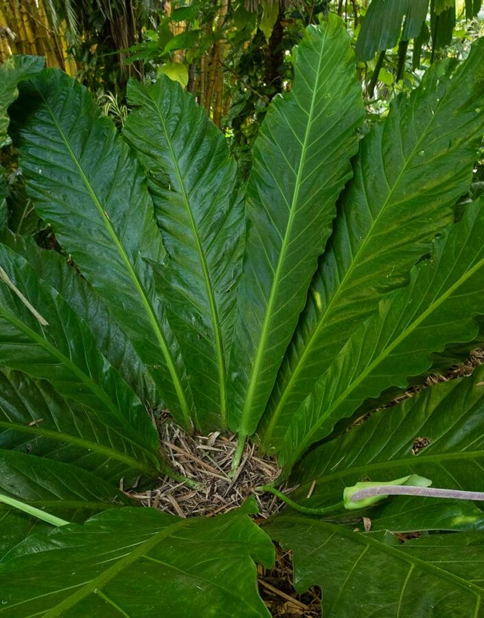 inhotim acervos destaque botanico 2 Anturio-ninho-de-passarinho