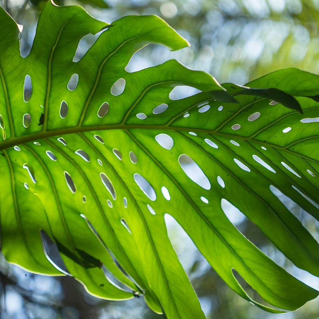 inhotim acervos destaque botanico 3 Costela-de-adao