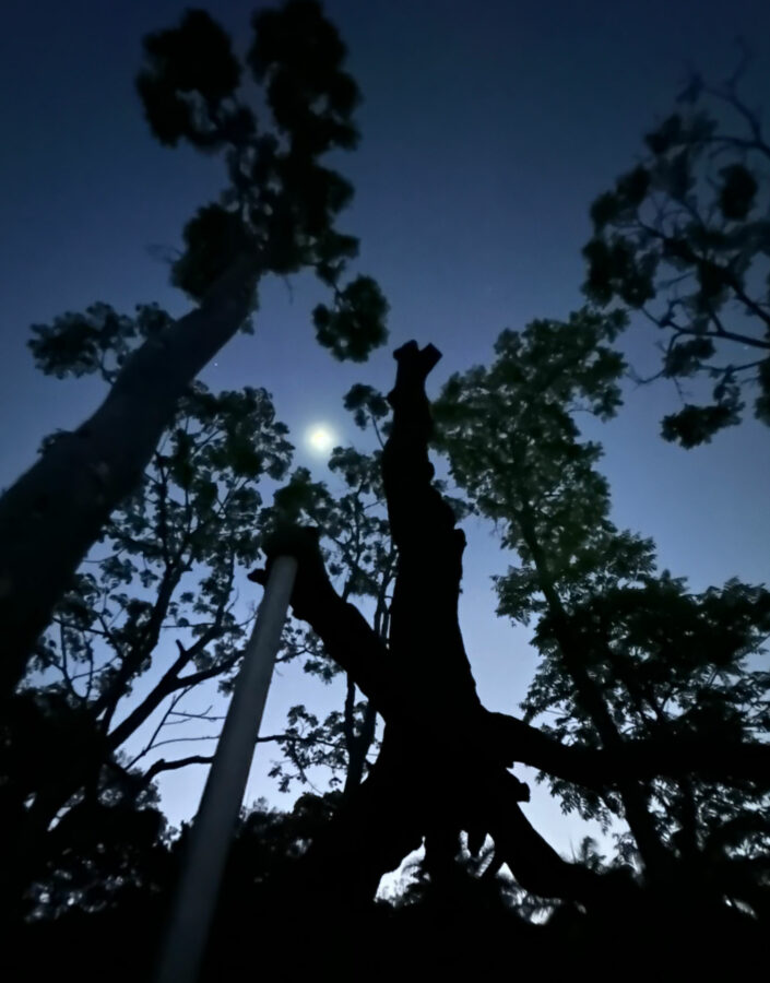 Experiência voltada ao tempo e à natureza é realizada no Inhotim em prol de sua manutenção. Imagem: Identidade do Anoitecer Inhotim