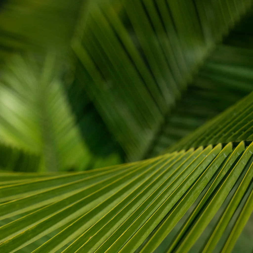 inhotim acervos destaque botanico 2 aricuri