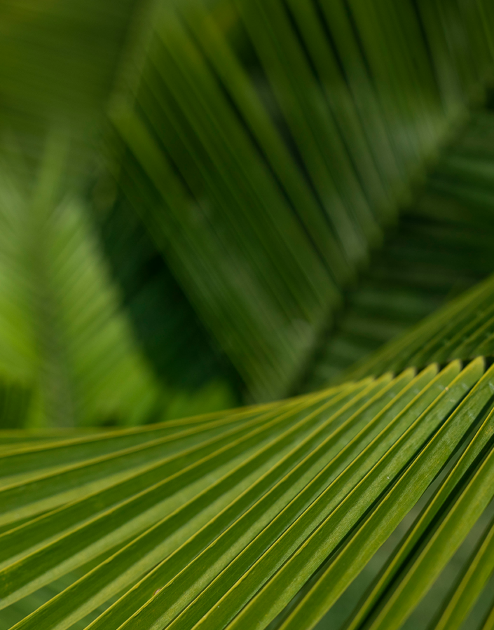 inhotim acervos destaque botanico 2 aricuri