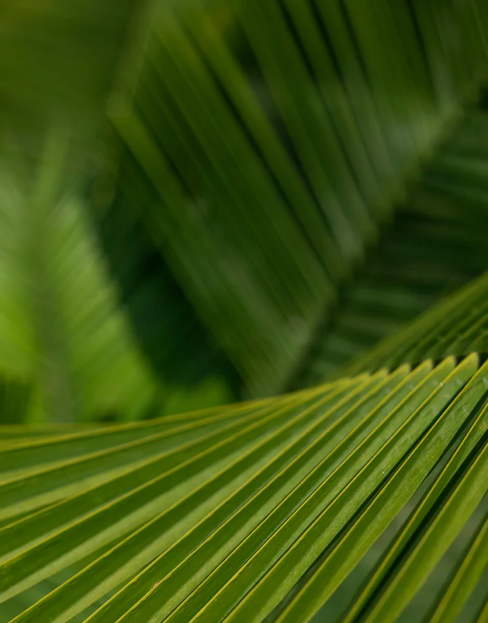inhotim acervos destaque botanico 2 aricuri