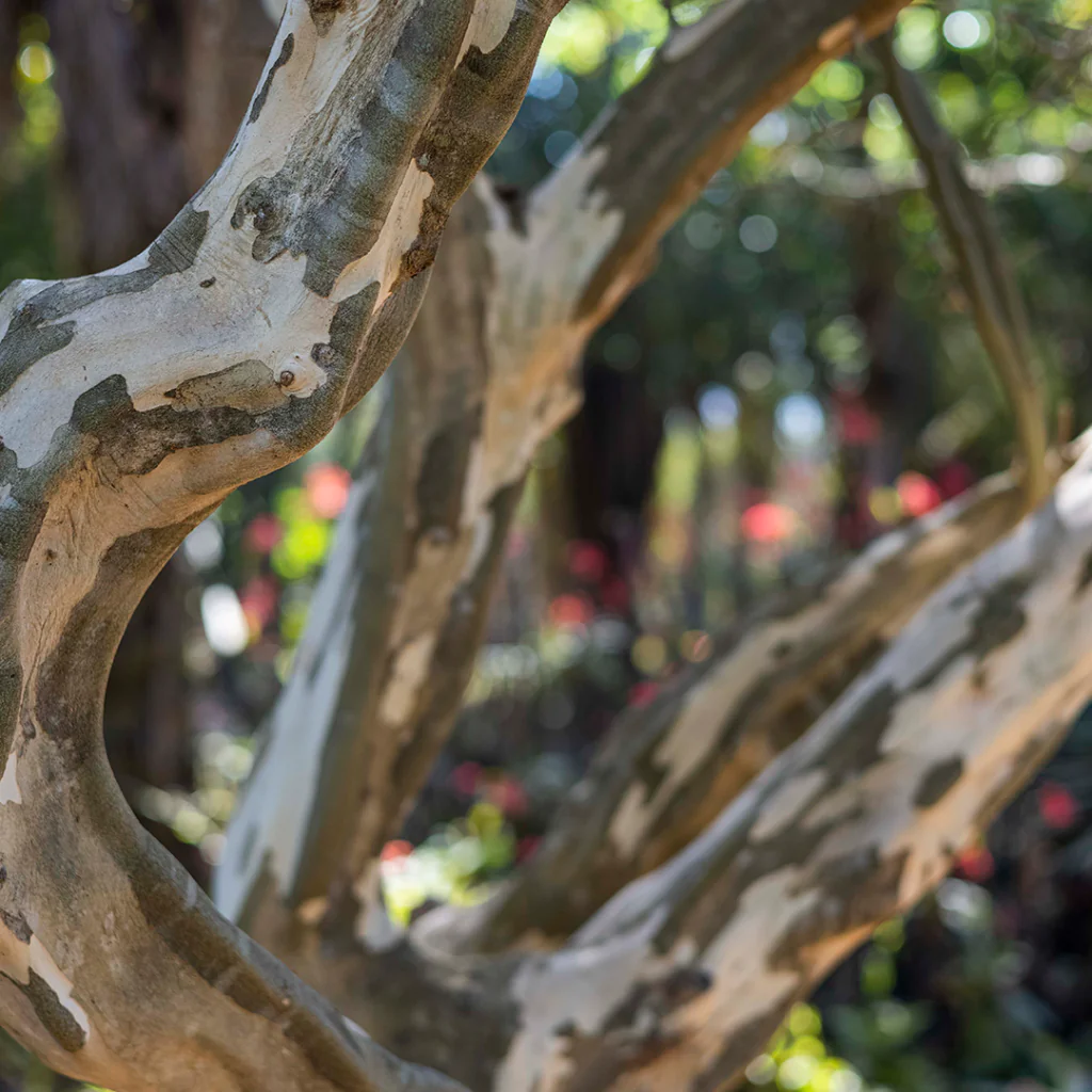 inhotim acervos destaque botanico trataré