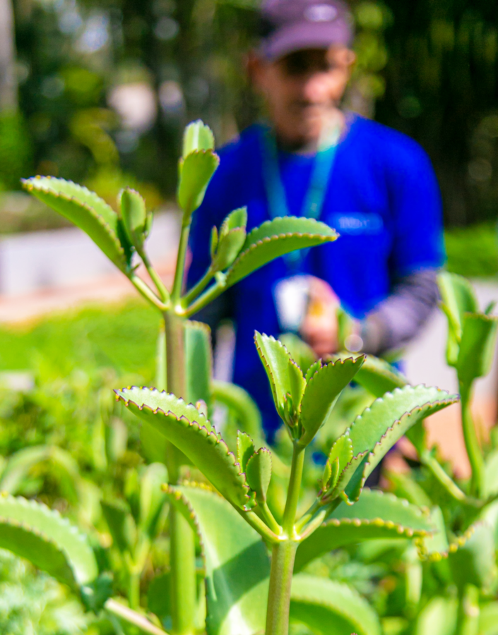 Visitas para um novo mundo possível, partindo da natureza como inspiração para os desafios atuais. Foto: Bredon Campos
