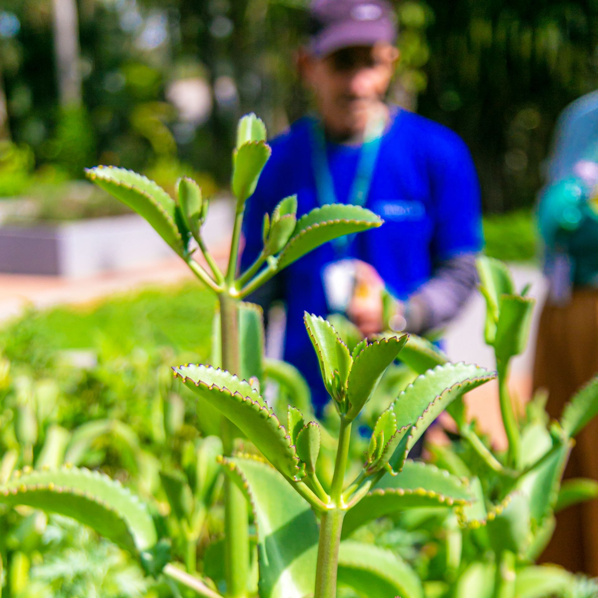 Visitas para um novo mundo possível, partindo da natureza como inspiração para os desafios atuais. Foto: Bredon Campos