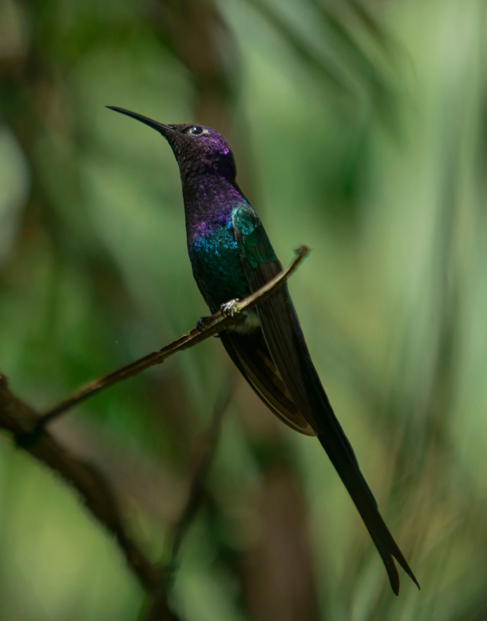 Seminário traz soluções fáceis para evitar a colisão de aves em edificações. Foto:  Joao Marcos Rosa