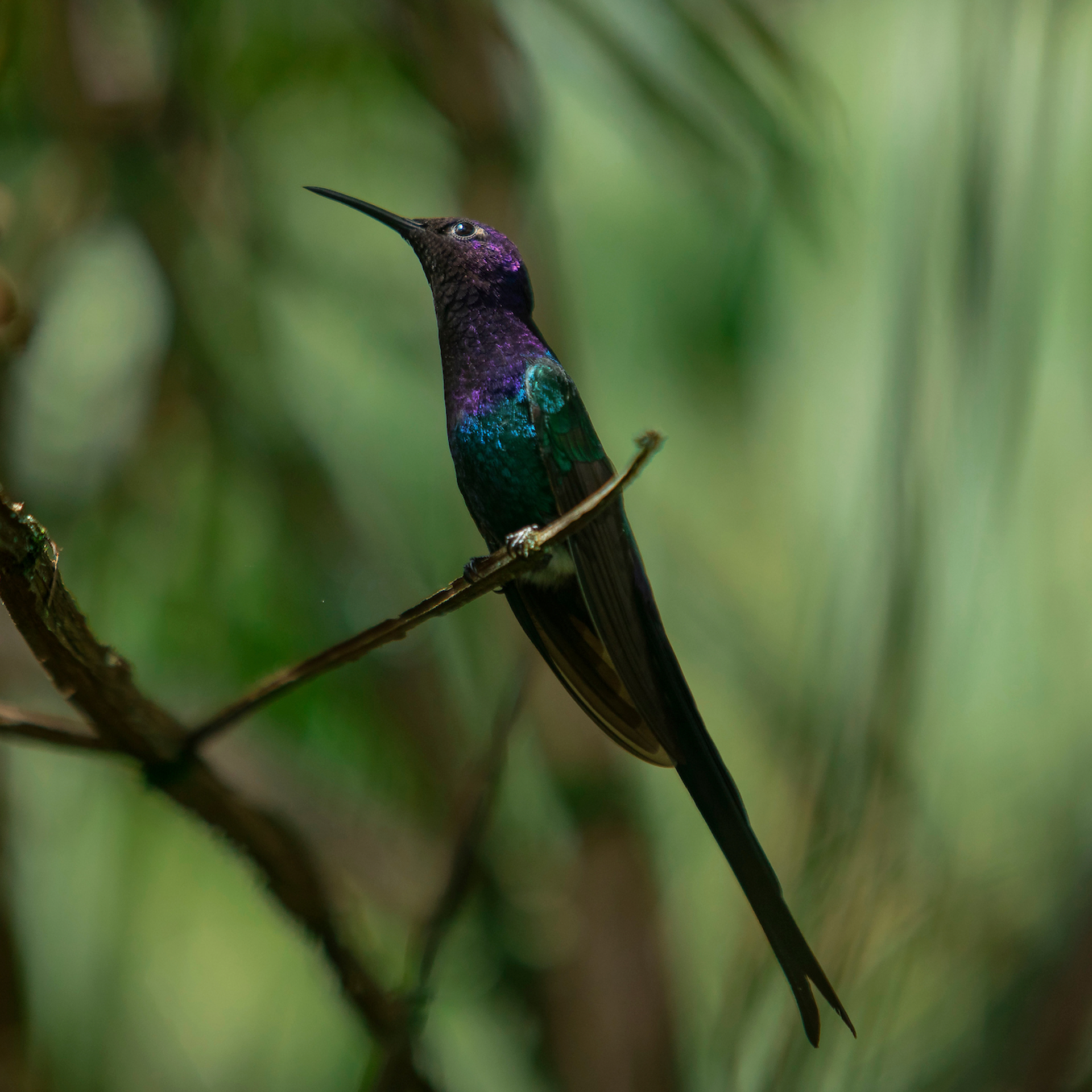 Seminário traz soluções fáceis para evitar a colisão de aves em edificações. Foto:  Joao Marcos Rosa