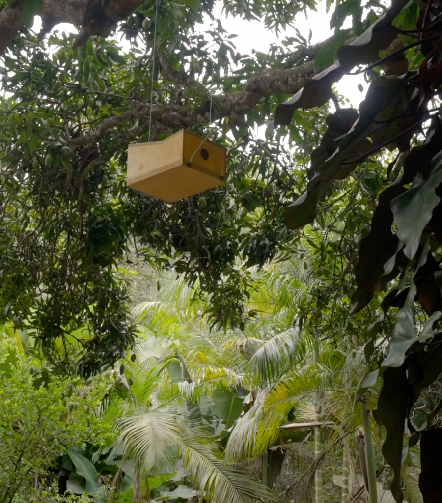 inhotim acervo casa de passaros